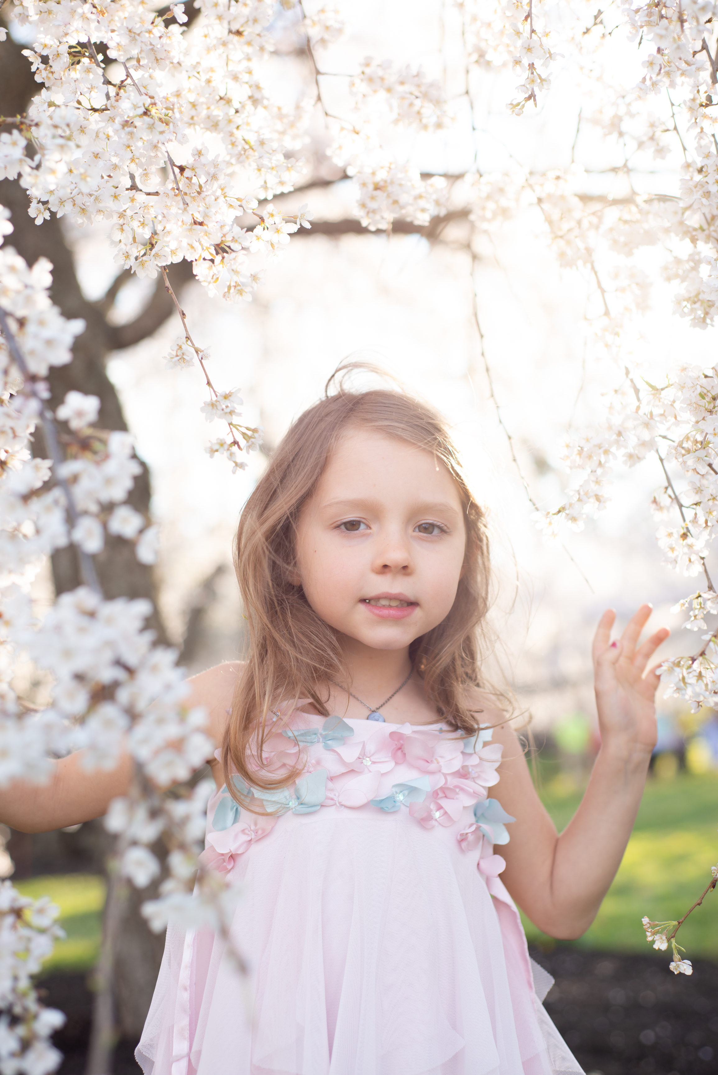 Little girl in a pink dress with blooming cherry blossoms in Ault Park, Cincinnati