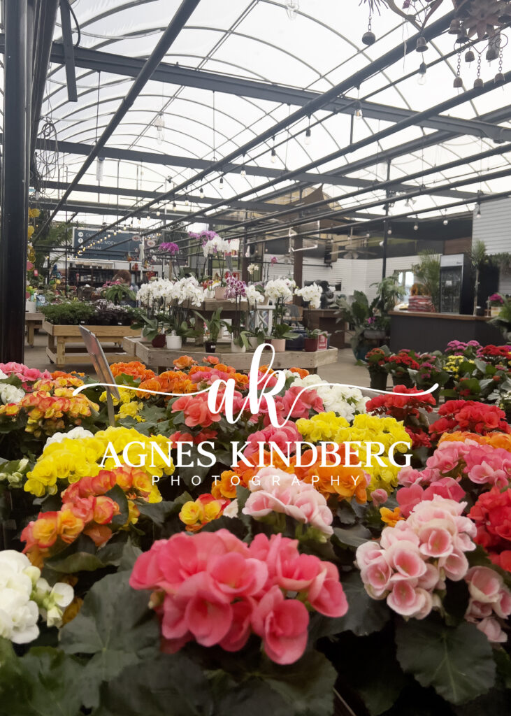 spring greenhouse mini photo session in Cincinnati, Ohio by Agnes Kindberg Photography