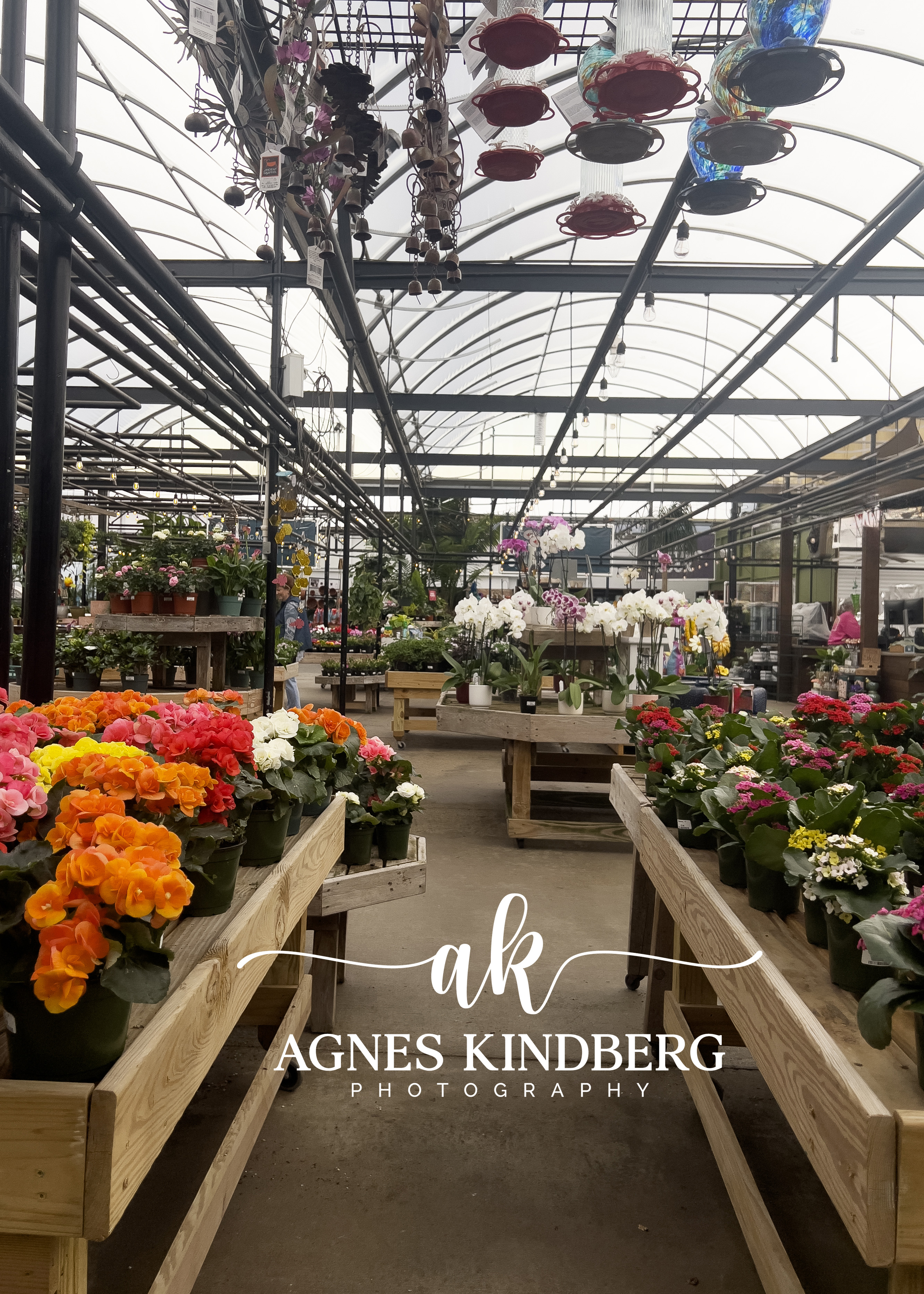 spring greenhouse mini photo session in Cincinnati, Ohio by Agnes Kindberg Photography